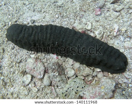Sea cucumber on the coral reefs