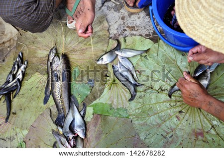 INLAY LAKE,MYANMAR - JUNE4:Inle lake markets selling fish on the fishmonger and sold the inle lake fish on June 4,2013 in inlay lake.