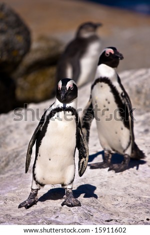 Penguins in Cape Town South Africa