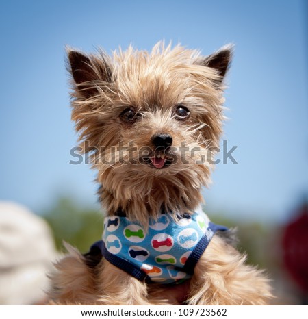 Portrait of a scottish terrier looking off to camera right wearing a dog bone pattern bandanna with tan colored fur