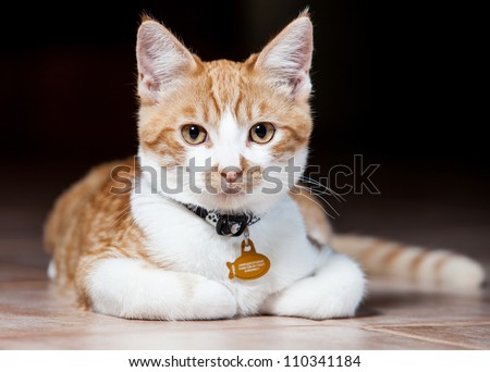 Head shot of a orange and white tabby cat with collar laying down looking straight at the camera