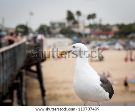 Profile of a seagull standing on the railing of the pier in Seal Beach California with the beach and ocean in the background
