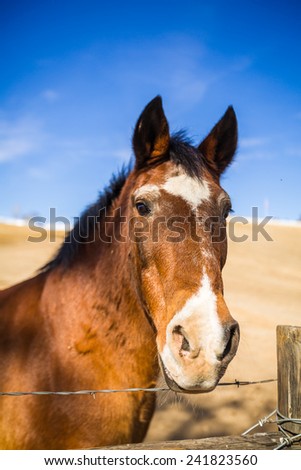 Portrait of a brown horse with white trim with blue sky in the background