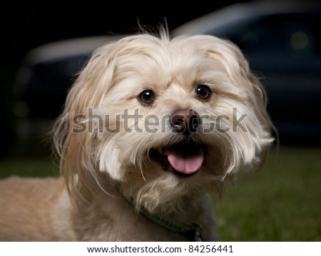 close up of dog on front yard with mouth open