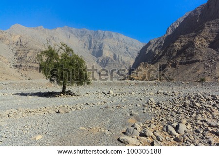 Lonely tree in the dry wash of Wadi Ghalilah, Emirate of Ras Al Khaimah, United Arab Emirates.