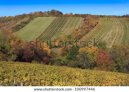 The vineyards of Vienna in autumn