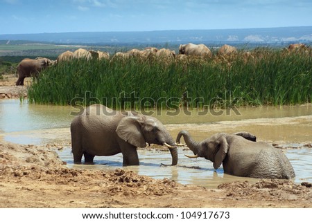 Two young African elephants bathing in a water hole, Addo Elephant National Park near Port Elizabeth, South Africa.