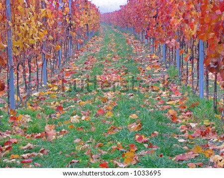 Fall in the vineyard (Stammersdorf, Vienna, Austria)