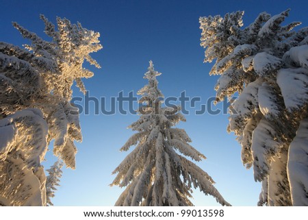 Three snow covered firs looking like a tree family at sunset