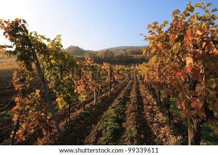 Fall colors in the vineyards of Gumpoldskirchen, Lower Austria. Gumpoldskirchen is famous for its excellent wines and attracts several visitors to its hillside vineyards.