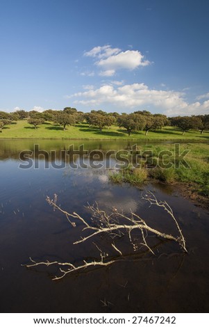 beautiful spring landscape with old tree in the lake - portrait orientation
