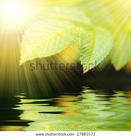 green vivid leafs with water reflexion and sunrays - square format