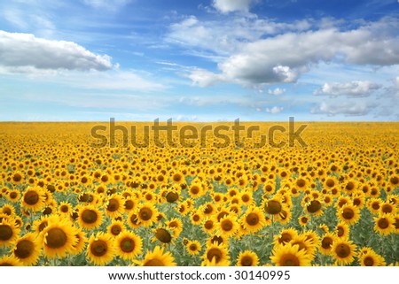rural sunflower field with blue sky - landscape orientation