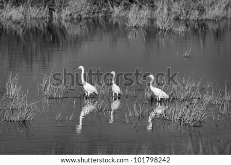 Three Snowy Egrets (Egretta thula) wading in water