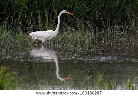 Great Egret (Ardea alba) Wading in Water