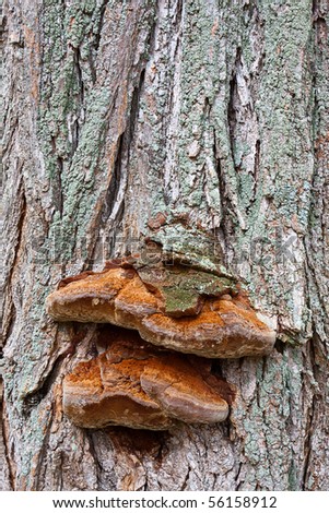 Bracket fungi, also known as shelf fungi, on a tree.