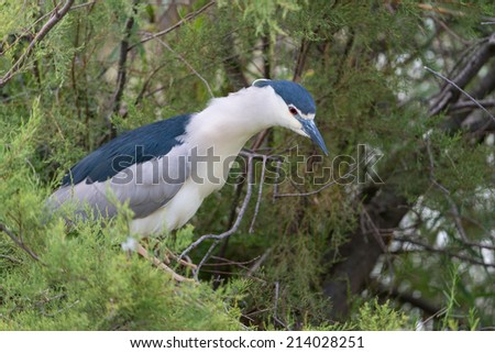 Black-crowned night heron on a branch of a tree / Black-crowned night heron