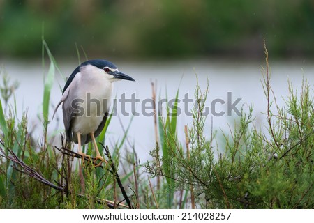Black-crowned night heron on a branch of a tree / Black-crowned night heron