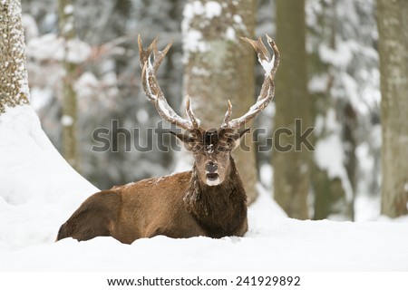 Male red deer resting in the winter wood / red deer
