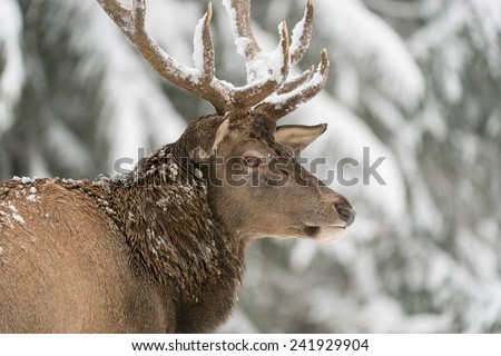 Portrait of a male red deer in winter wood / red deer