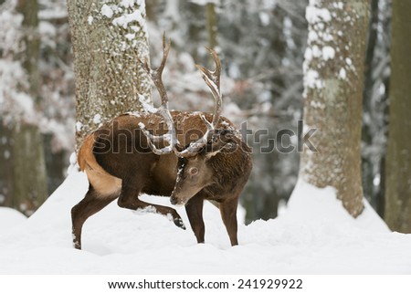 Male red deer in the winter wood / red deer