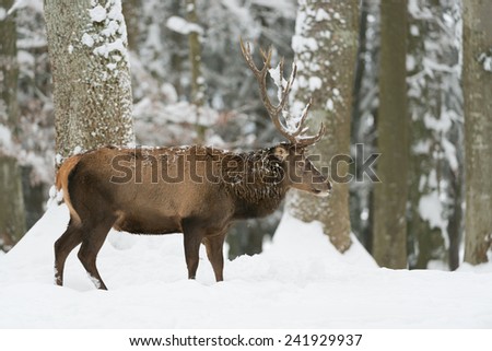 Male red deer in the winter wood / red deer