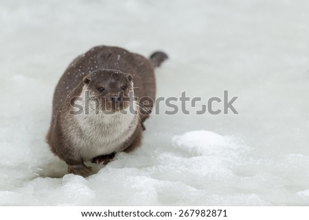European otter in winter on a frozen lake / European otter