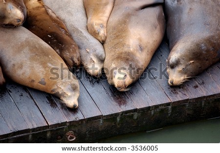 seals sleeping