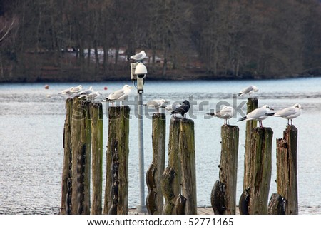seagulls all in a row