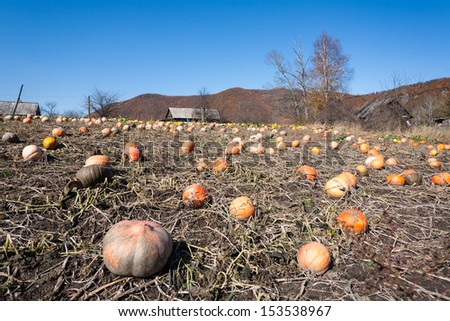 Pumpkin field with huge ripe pumpkins in the countryside.