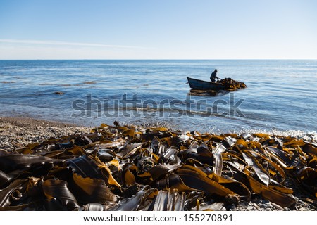 Harvesting of seaweed kelp from a boat out to sea. Russia. Japan sea.