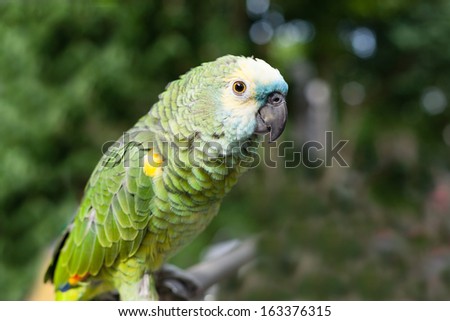 Ã?Â�Ã?Â¡olorful parrot close up sitting on a branch.