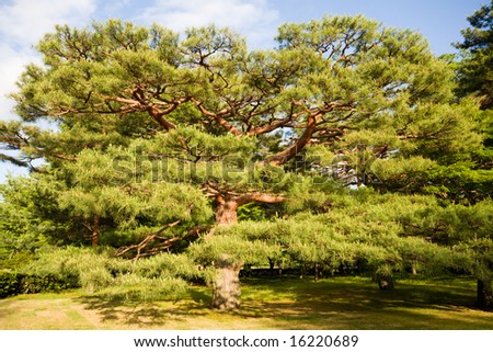 Old pine.Park in Kyoto Imperial Palace.Japan.