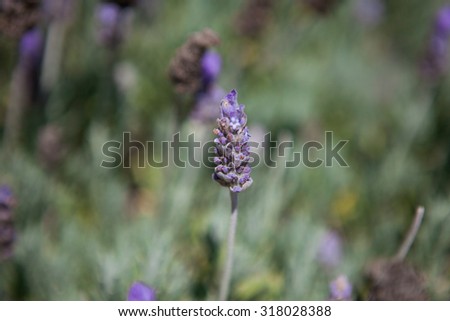 Close up of lavender field in the summer. Closeup of lavender flowers