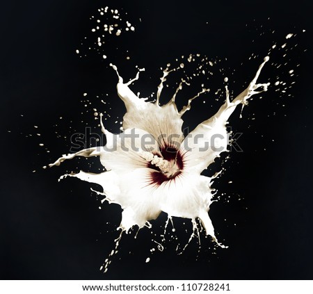 white flowers with milk splash on black background