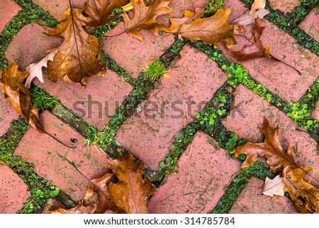 Brick garden path pavers with fallen autumn leaves