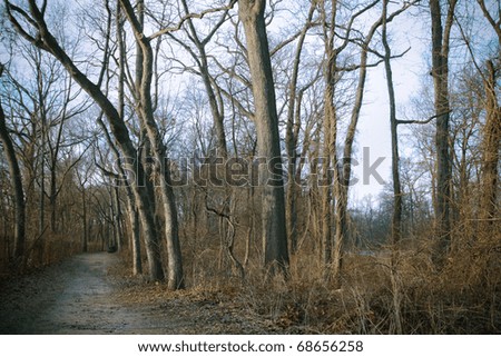 A barren path leading into the woods on a cold day