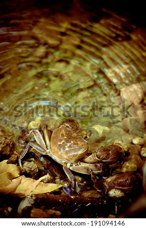 Crab in Water