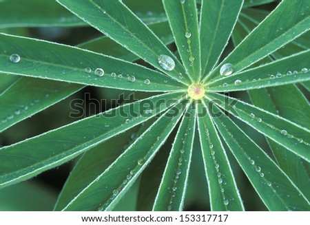 Lupine leaves with dew drops