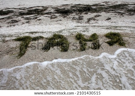 The female name Tanya is depicted on the sea sand using seaweed in Russian. Sea coast. Summer Photo stock © 