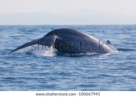 big blue whale sri lanka
