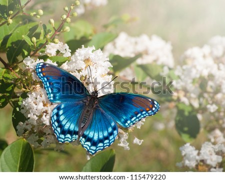Red Spotted Purple Admiral butterfly feeding on white Crape myrtle flower cluster