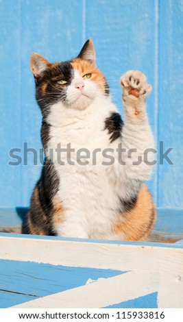 Beautiful calico cat playing with her paw in the air, against a blue barn