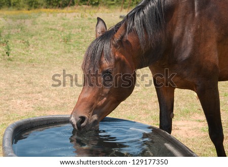 Horse drinking from a water trough on a hot summer day