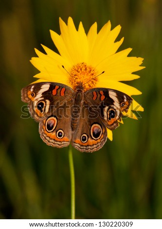 Common Buckeye butterfly, Junonia coenia, on a bright yellow Coreopsis flower on a late spring evening