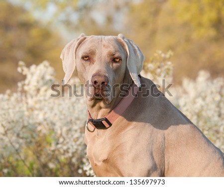 Weimaraner dog looking at the viewer, with spring flower background