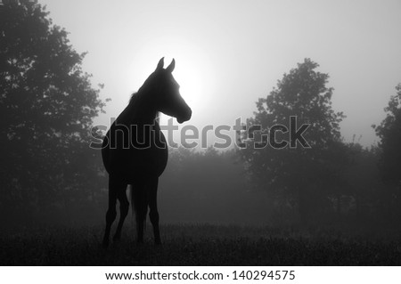 Black and white image of an Arabian horse in for at sunrise, silhouetted against sun
