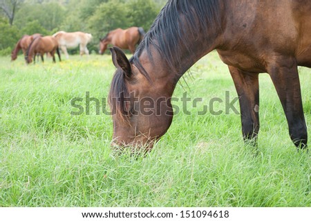 Happy dark bay horse grazing in lush knee deep grass in summer, with a herd of horses in the background