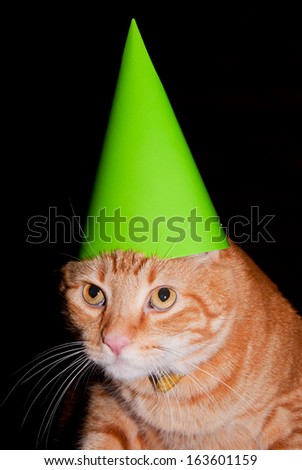 Party cat - orange tabby cat wearing a bright green party hat