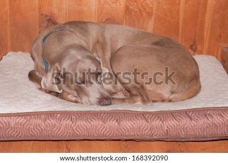 Old dog curled up, sleeping happily on his soft bed